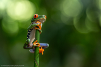 Fotoreise - COSTA RICA 2026 - 01. bis 16. Mai 2026 - Guide Stefan Forster